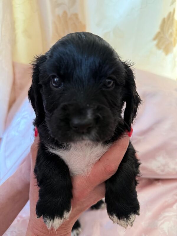 Cocker Spaniel puppies for sale in Keighley, West Yorkshire – KC registered, 10 months old - Image 3 of 3