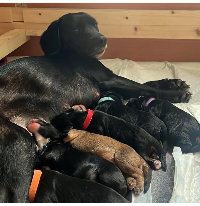 Adorable Cocker Spaniel Puppies for sale in Rainham, Greater London