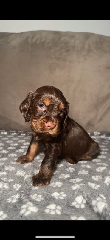 Adorable Cocker Spaniel Puppies for sale in Ellesmere Port, Cheshire