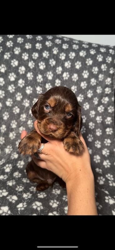 Cocker Spaniel puppies for sale in Ellesmere Port, Cheshire – KC registered, 9 months old - Image 2 of 3