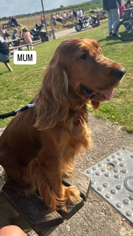 Cocker Spaniel puppies for sale in Ellesmere Port, Cheshire – KC registered, 9 months old - Image 3 of 3