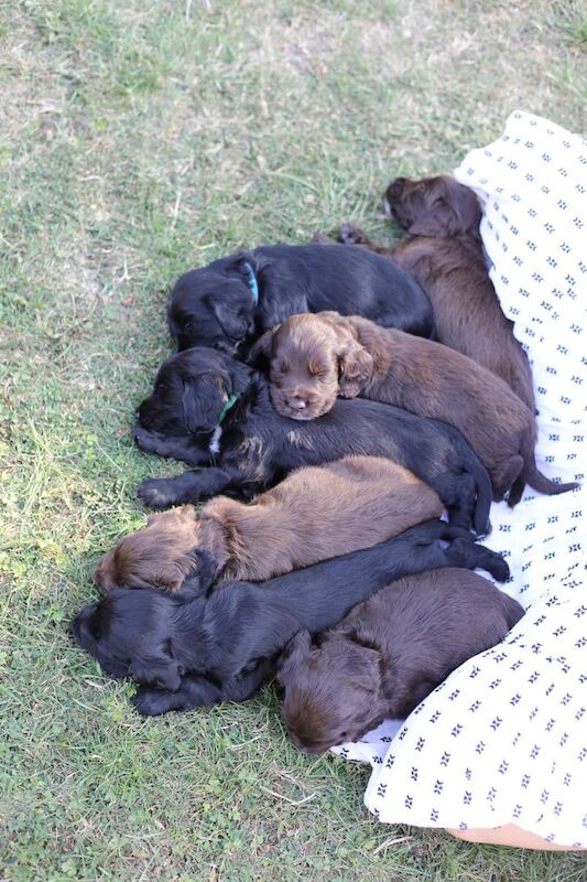 Cocker Spaniel puppies for sale in Horley, Surrey – 5 weeks old
