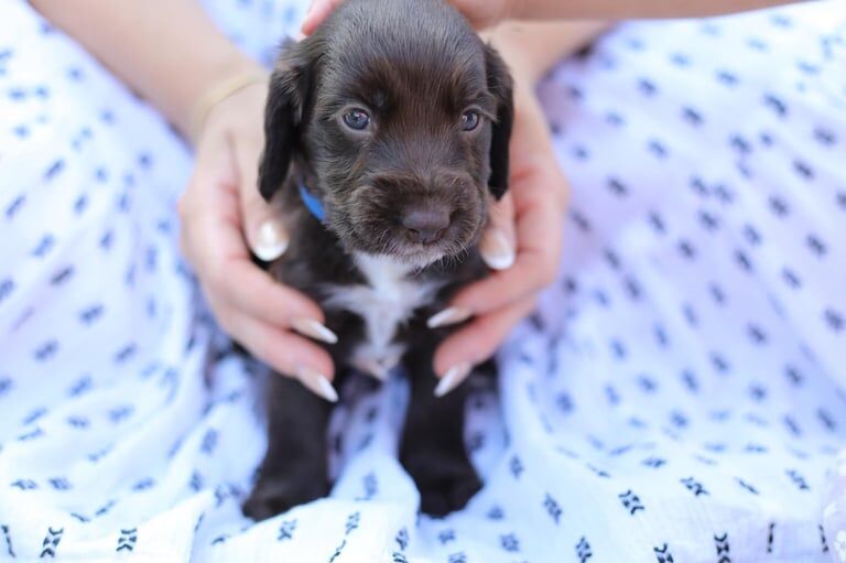 Cocker Spaniel puppies for sale in Horley, Surrey – 5 weeks old - Image 2 of 3