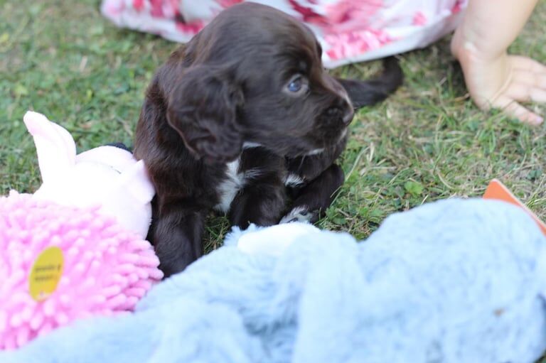 Cocker Spaniel puppies for sale in Horley, Surrey – 5 weeks old - Image 3 of 3