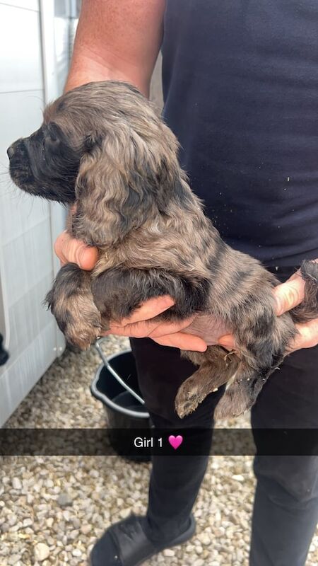 Cocker Spaniel puppies for sale in Oswaldtwistle, Lancashire – 8 weeks old