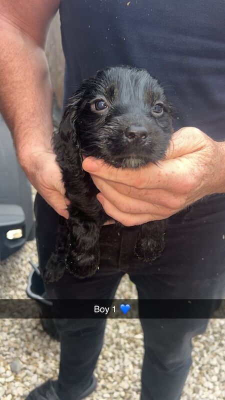 Cocker Spaniel puppies for sale in Oswaldtwistle, Lancashire – 3 months old - Image 2 of 3