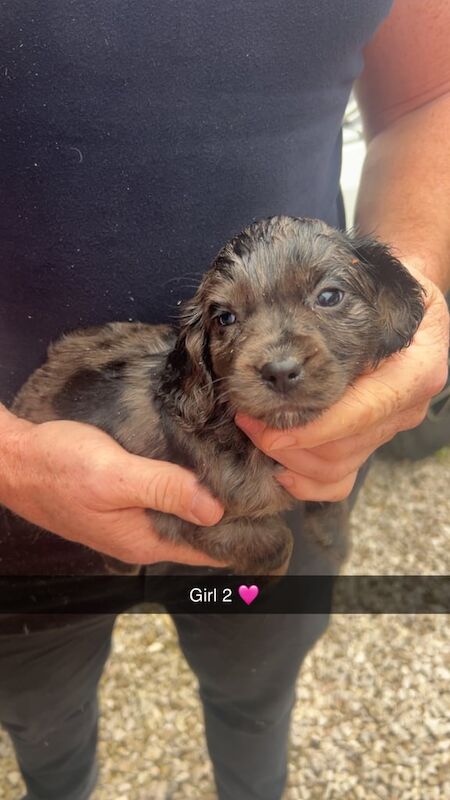 Cocker Spaniel puppies for sale in Oswaldtwistle, Lancashire – 3 months old - Image 3 of 3