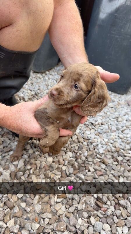 Adorable cocker spaniel puppies - Image 3 of 6