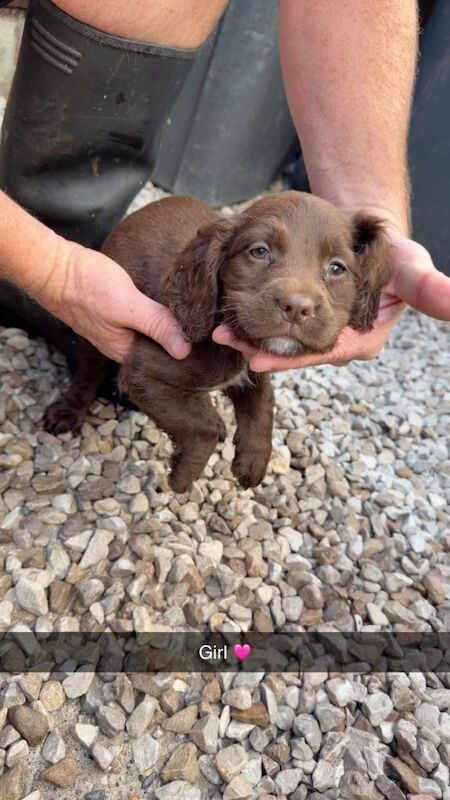 Adorable cocker spaniel puppies - Image 4 of 6