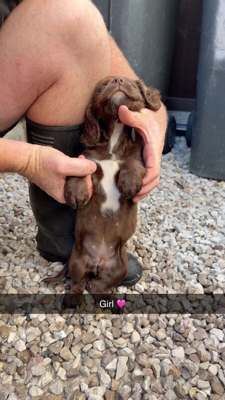 Adorable cocker spaniel puppies - Image 5 of 6