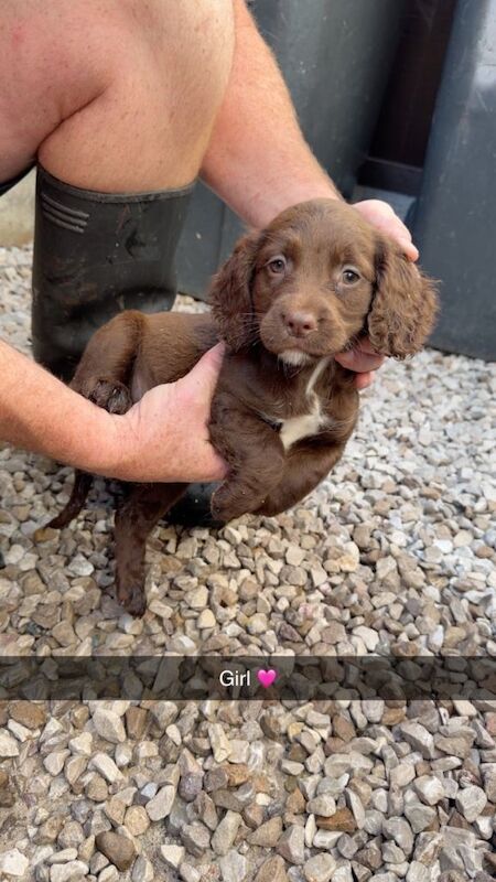 Adorable cocker spaniel puppies - Image 6 of 6