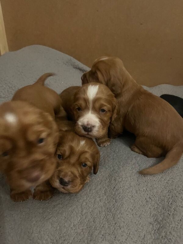 Adorable Cocker Spaniel puppies for sale