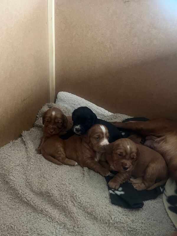 Adorable Cocker Spaniel puppies for sale - Image 2 of 3
