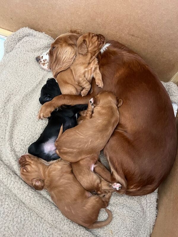 Adorable Cocker Spaniel puppies for sale - Image 3 of 3