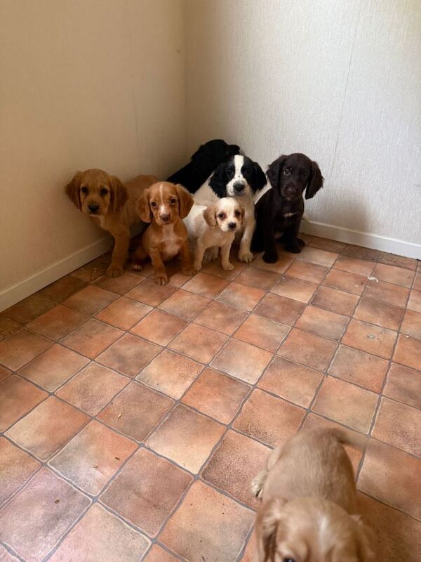Adorable cocker spaniel puppies for sale