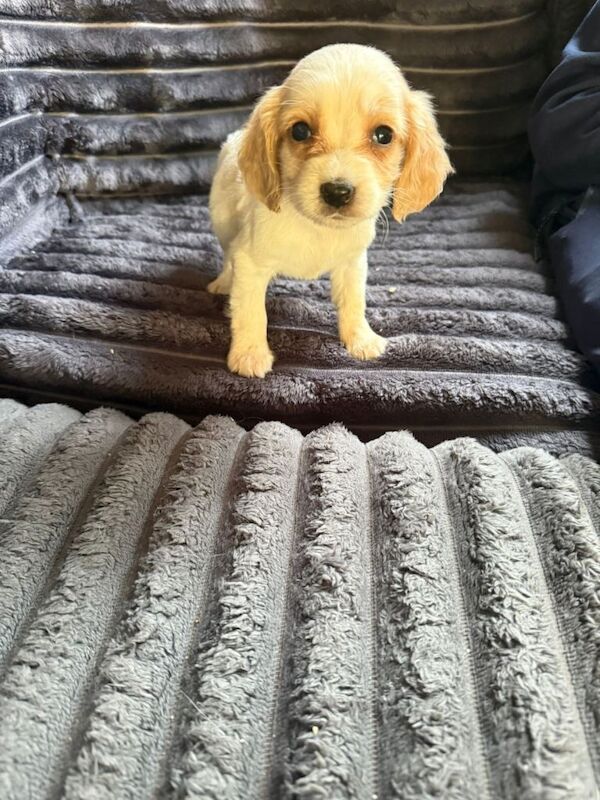 Adorable cocker spaniel puppies for sale - Image 2 of 4
