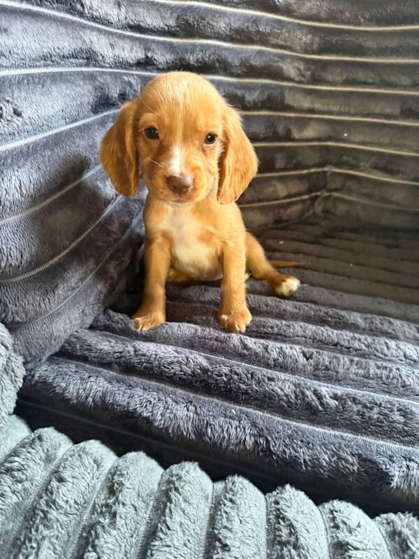 Adorable cocker spaniel puppies for sale - Image 3 of 4