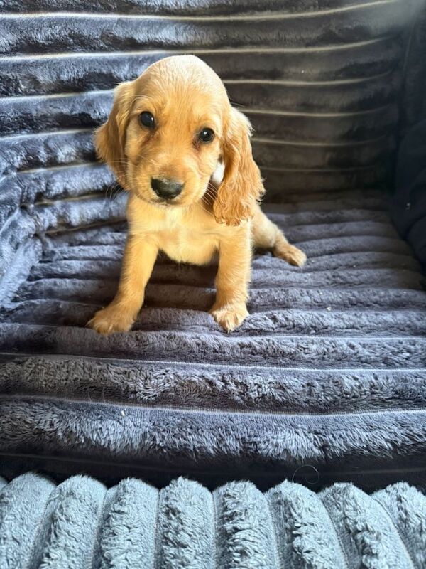 Adorable cocker spaniel puppies for sale - Image 4 of 4