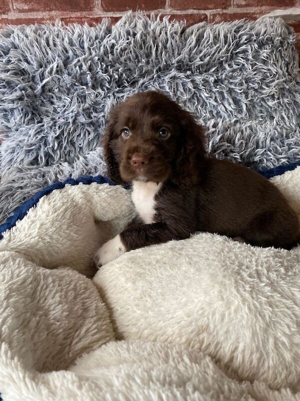 Adorable Cocker Spaniel Puppies Looking for Forever Homes