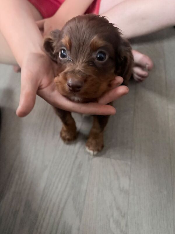 Adorable Cocker Spaniel Puppies Looking for Loving Homes