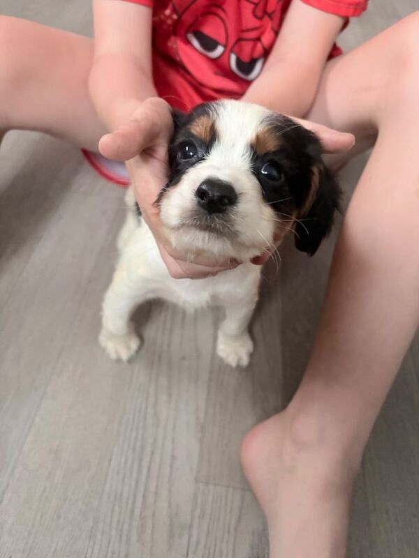 Adorable Cocker Spaniel Puppies Looking for Loving Homes - Image 2 of 3