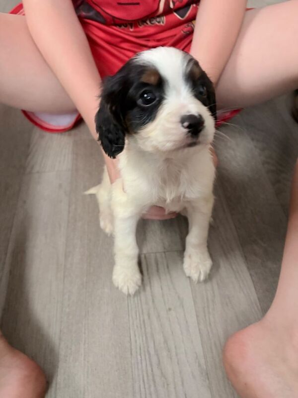 Adorable Cocker Spaniel Puppies Looking for Loving Homes - Image 3 of 3