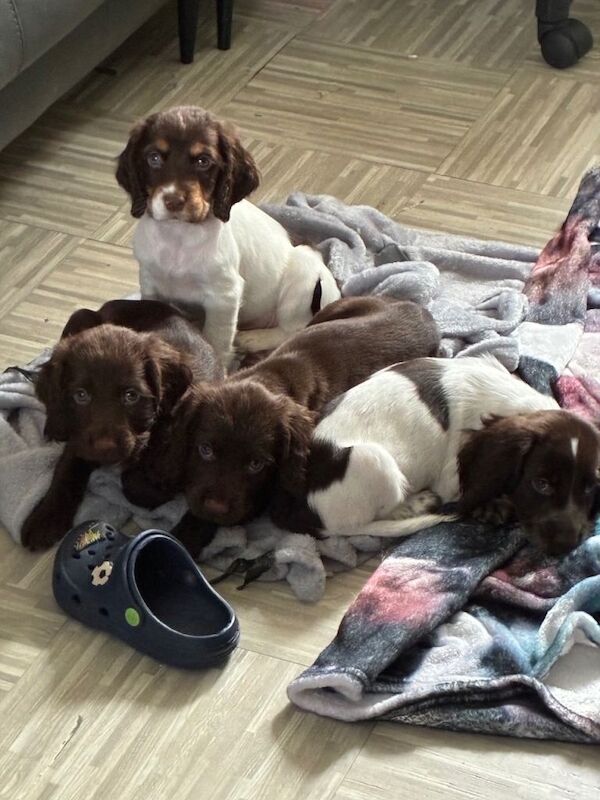 Adorable Cocker Spaniel Puppies Looking for their new homes Loving Homes
