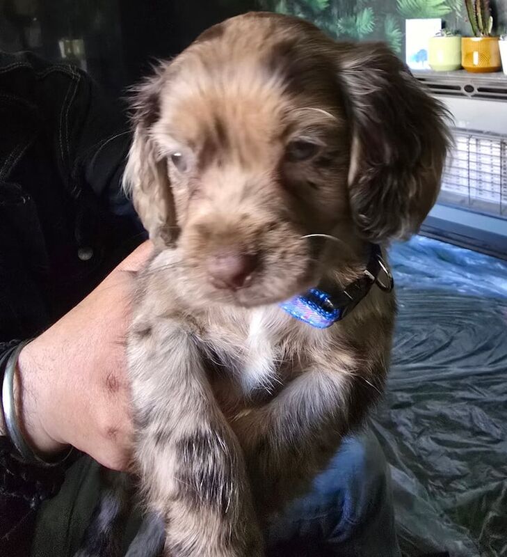 Adorable cocker spaniel puppy - Image 2 of 3