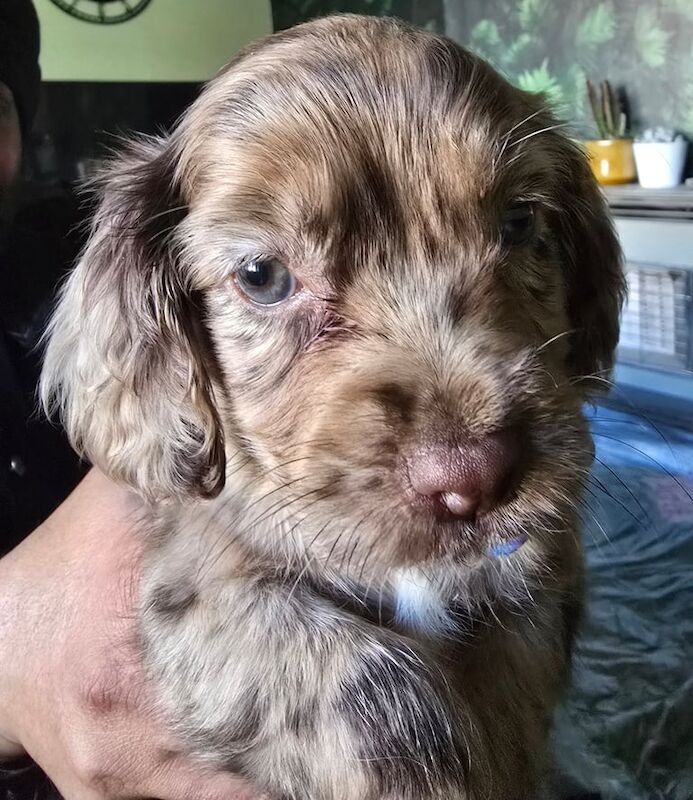 Adorable cocker spaniel puppy - Image 3 of 3