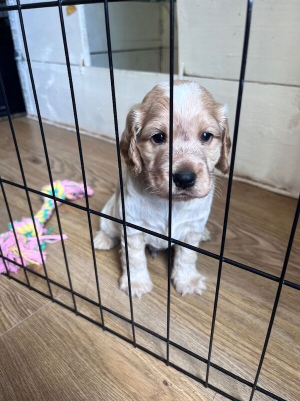 Adorable Cocker Spaniel Puppy - Cream and Tan - Image 2 of 5