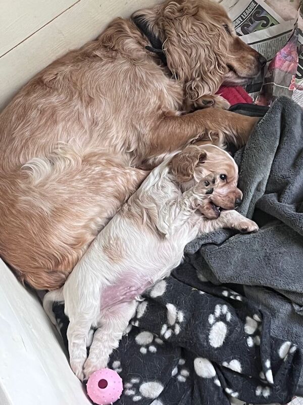 Adorable Cocker Spaniel Puppy - Cream and Tan - Image 3 of 5