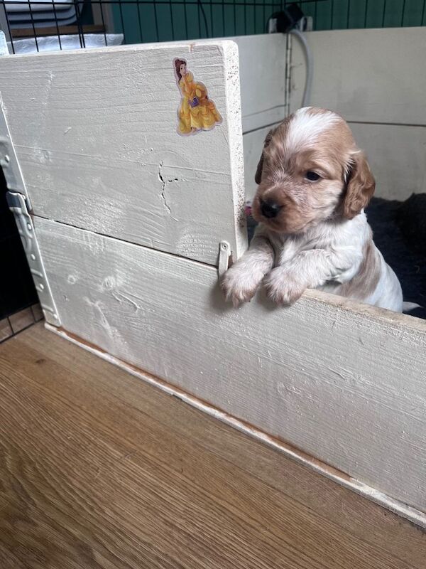 Adorable Cocker Spaniel Puppy - Cream and Tan - Image 4 of 5