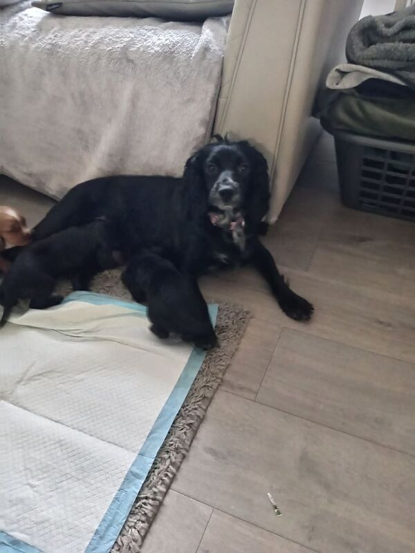 Cocker Spaniel puppies for sale in Uddingston, Lanarkshire – KC registered, 3 weeks old