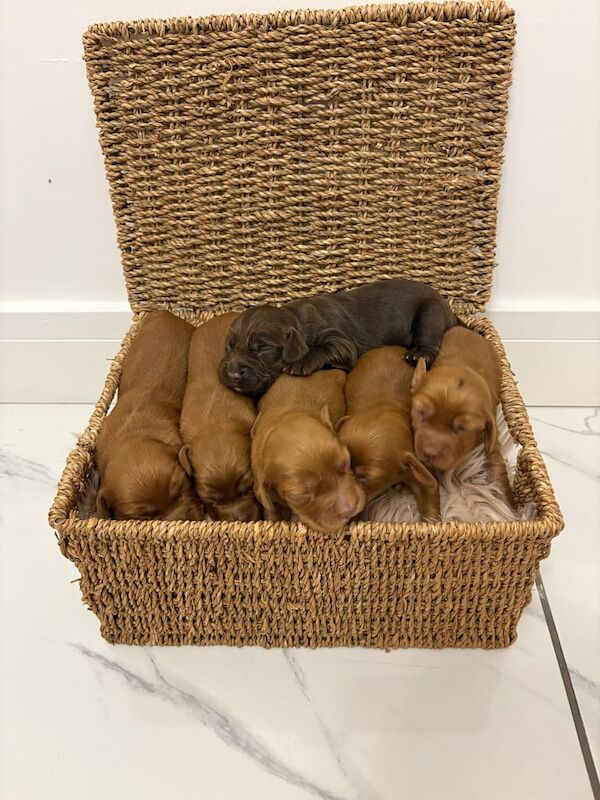 Cocker Spaniel puppies for sale in Worksop, Nottinghamshire – KC registered, 3 weeks old