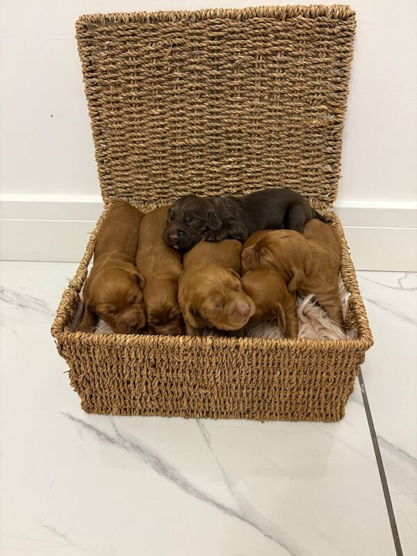 Cocker Spaniel puppies for sale in Worksop, Nottinghamshire – KC registered, 3 weeks old - Image 2 of 5