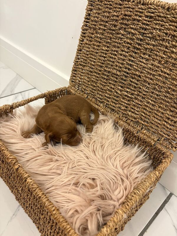 Cocker Spaniel puppies for sale in Worksop, Nottinghamshire – KC registered, 3 weeks old - Image 3 of 5