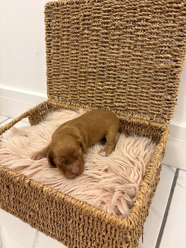 Cocker Spaniel puppies for sale in Worksop, Nottinghamshire – KC registered, 3 weeks old - Image 4 of 5