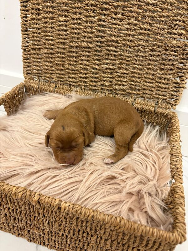 Cocker Spaniel puppies for sale in Worksop, Nottinghamshire – KC registered, 3 weeks old - Image 5 of 5