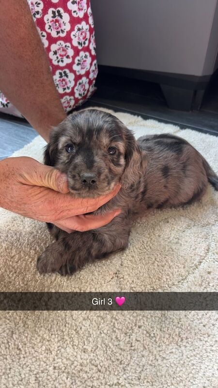 Adorable mearl cocker spaniel female puppies for sale in Oswaldtwistle, Lancashire