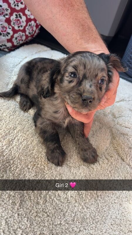 Adorable mearl cocker spaniel female puppies for sale in Oswaldtwistle, Lancashire | Image 3
