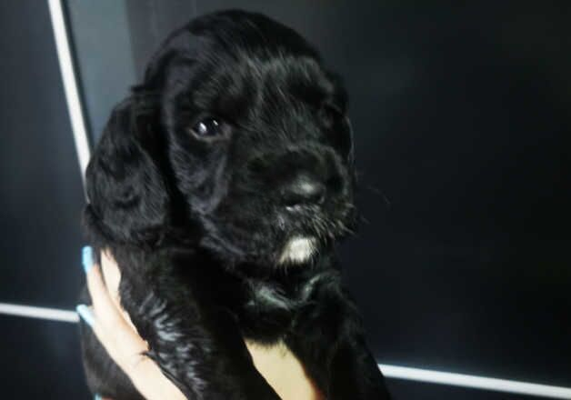 Cocker Spaniel puppies for sale in Leeds, West Yorkshire – 1 year old - Image 2 of 2