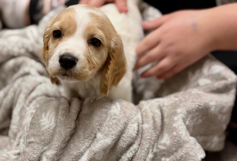 Cocker Spaniel puppies for sale in Royal Tunbridge Wells, Kent – 7 weeks old