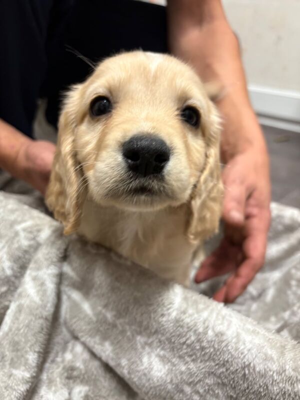 Cocker Spaniel puppies for sale in Royal Tunbridge Wells, Kent – 7 weeks old - Image 2 of 3