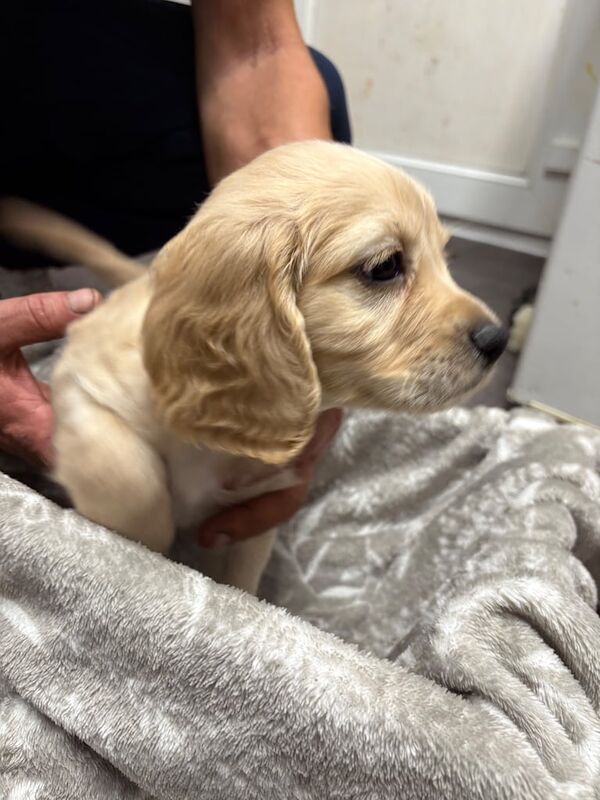 Cocker Spaniel puppies for sale in Royal Tunbridge Wells, Kent – 7 weeks old - Image 3 of 3