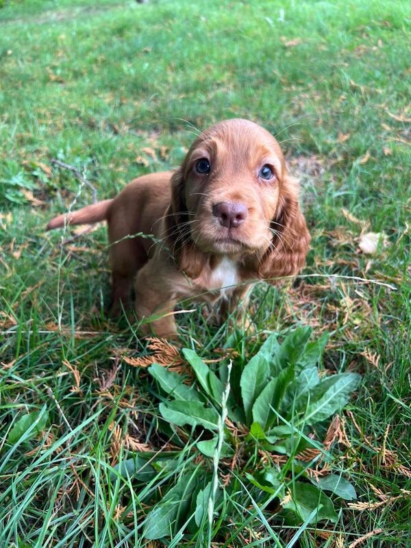 Adorable sprocker Spaniel Puppies Looking for Loving Homes