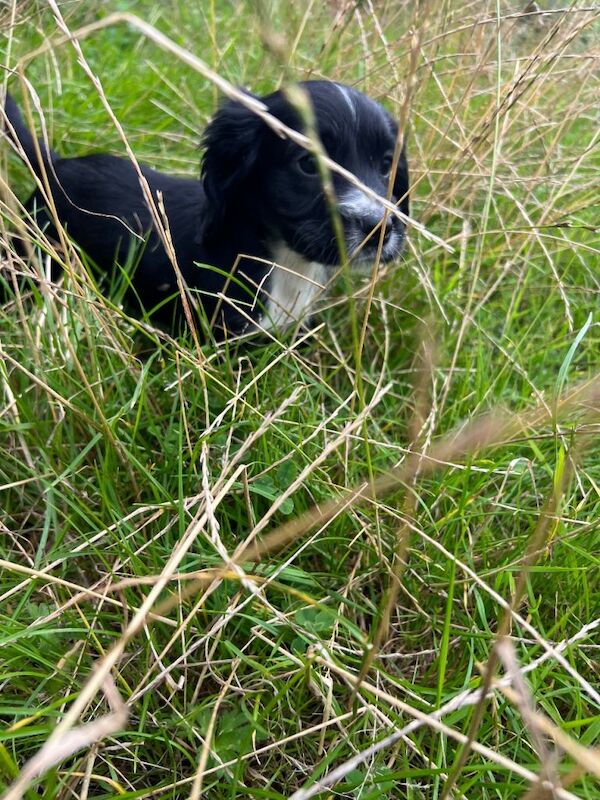 Adorable sprocker Spaniel Puppies Looking for Loving Homes - Image 2 of 4