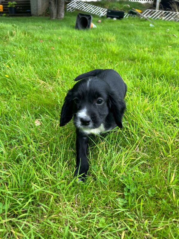 Adorable sprocker Spaniel Puppies Looking for Loving Homes - Image 3 of 4