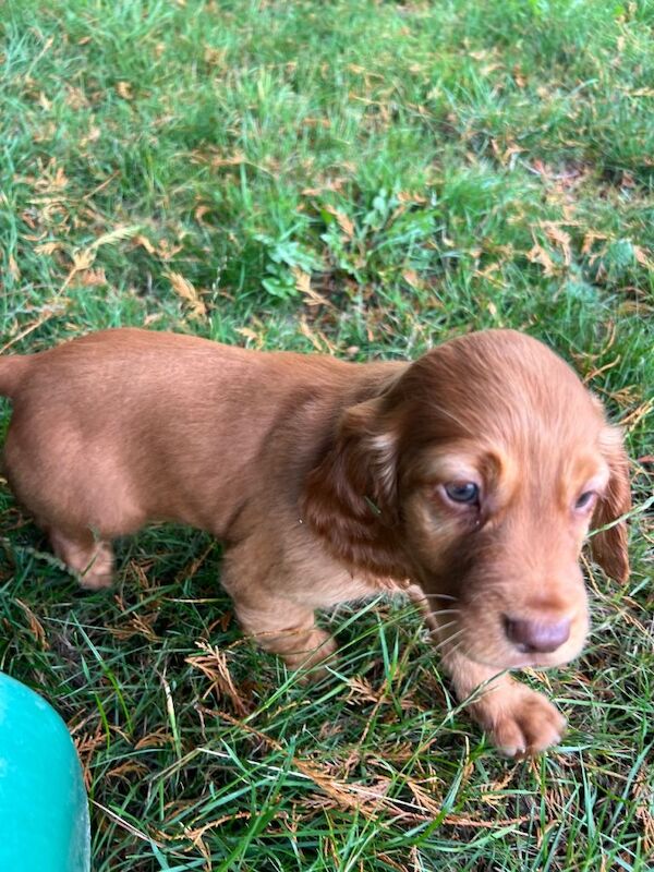 Adorable sprocker Spaniel Puppies Looking for Loving Homes - Image 4 of 4
