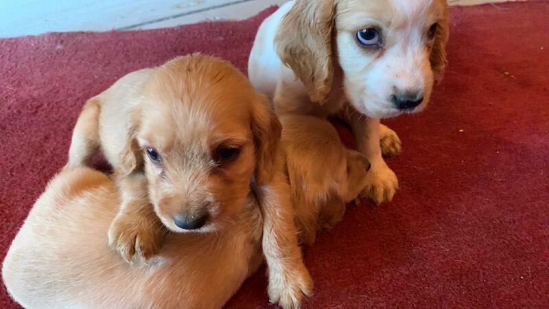 Cocker Spaniel puppies for sale in Boston, Lincolnshire – KC registered, 6 weeks old
