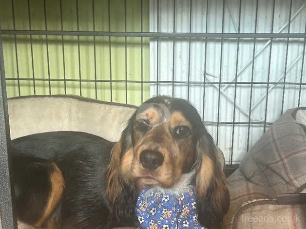 Cocker Spaniel puppies for sale in Basildon, Essex – 2 years old - Image 3 of 5